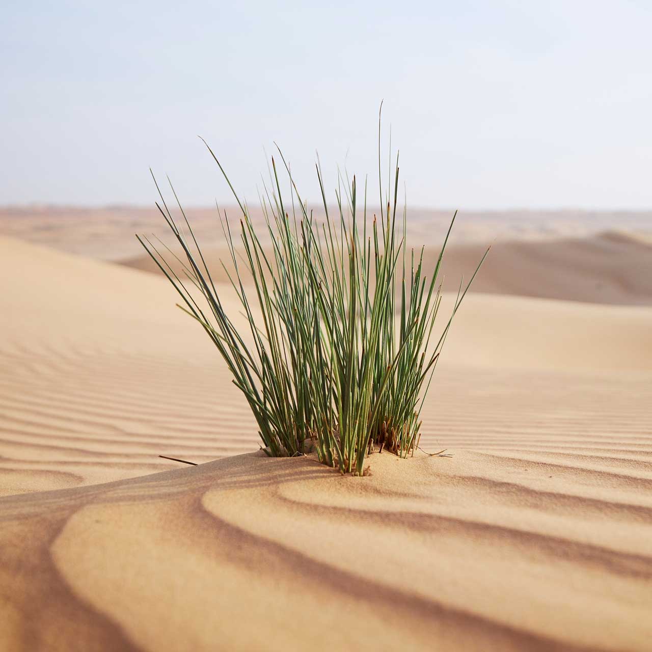 Desert-grass