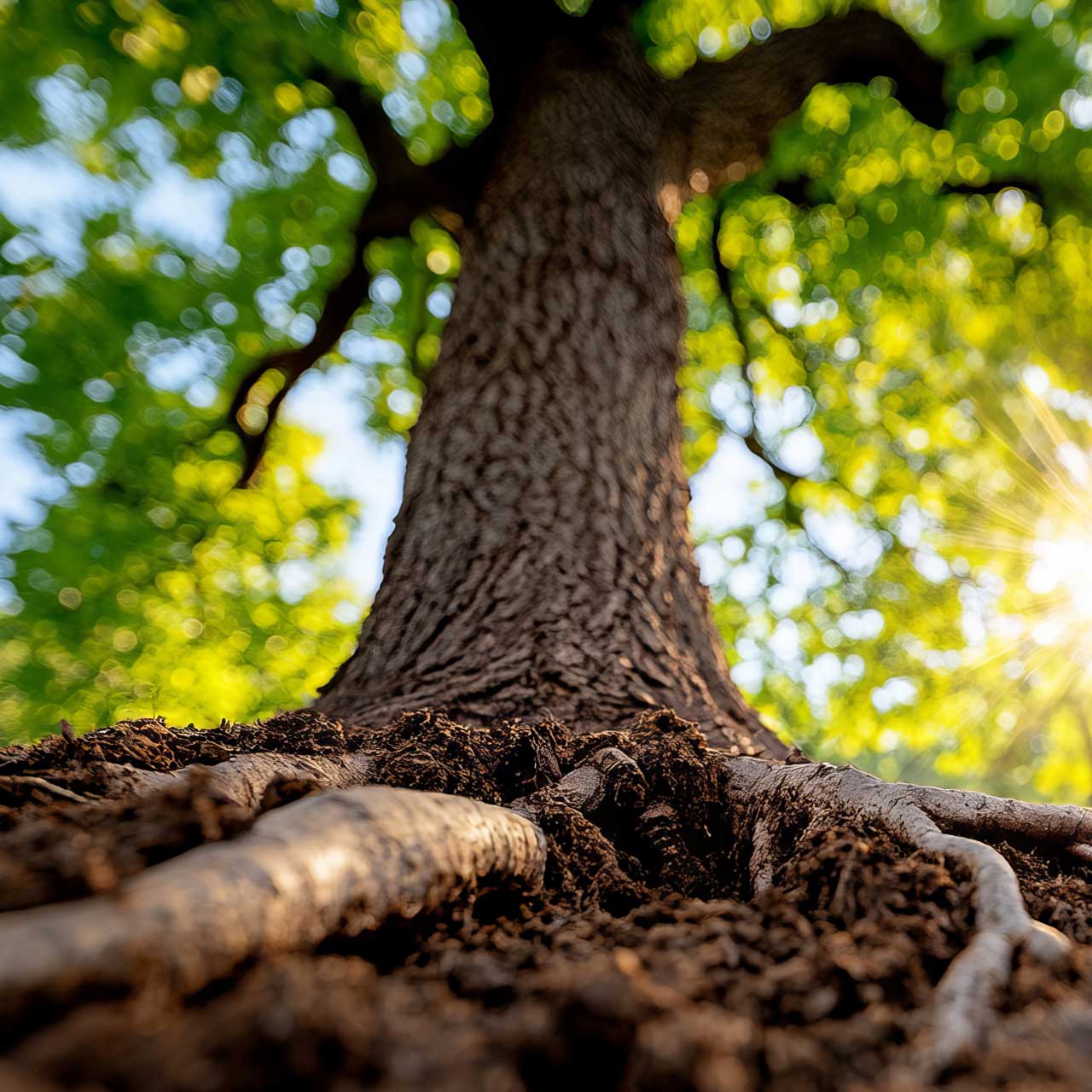 Growing-tree